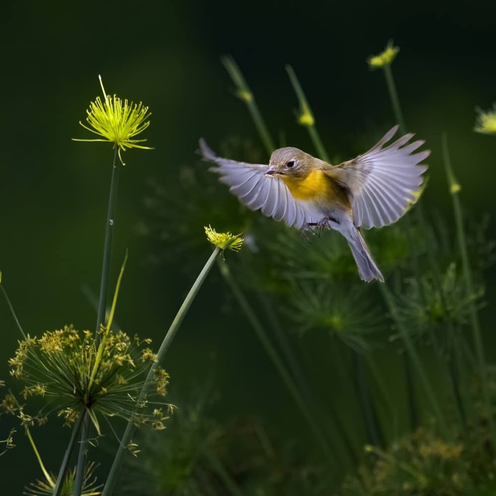 Yellow Bird in Flight by Lisdiyanto Suhardjo — canvas wall art