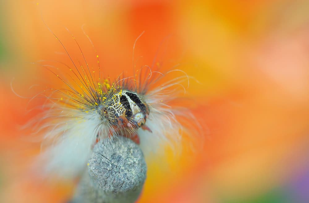 Pollen Dusted Caterpillar by Thierry Dufour — canvas wall art