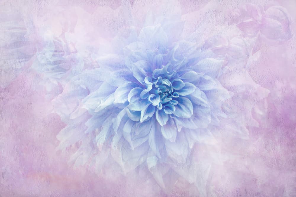 Dreamy Blue Dahlia by Jacky Parker — canvas wall art