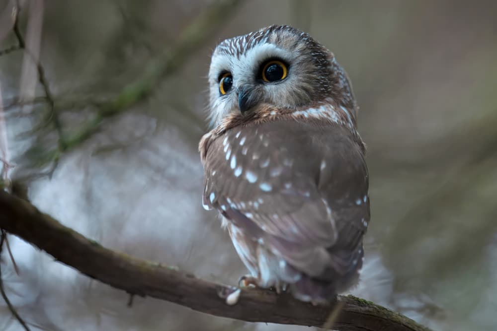 Curious Forest Owl by Gavin Lam — canvas wall art