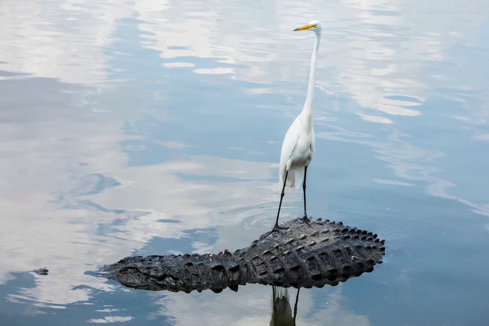 Egret Riding Alligator by Linda D Lester — canvas wall art