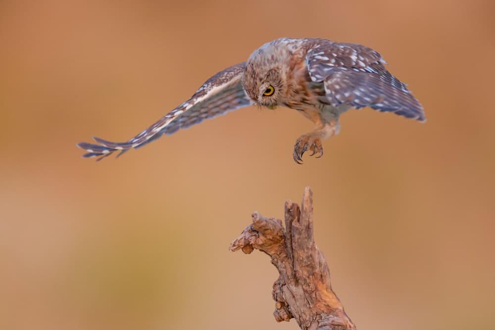 Little Owl Landing by David Manusevich — canvas wall art