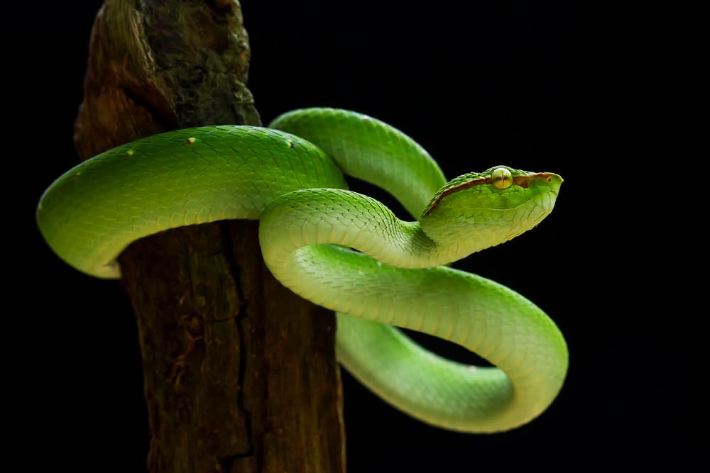 Vibrant Green Viper by Abdul Gapur Dayak — canvas wall art