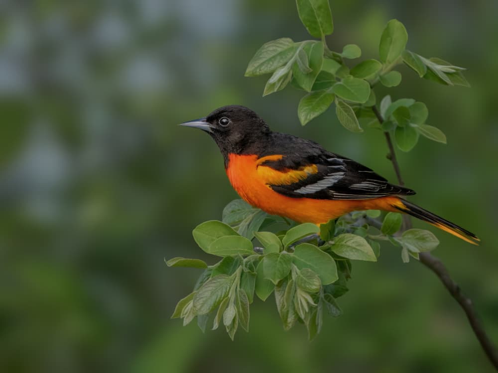 Vibrant Oriole Perched by Jacob (Jian) Xu — canvas wall art