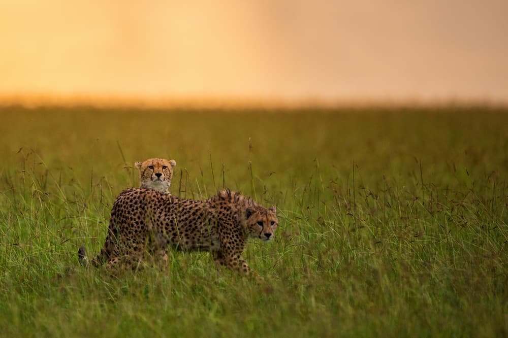 Golden Hour Cheetahs Savanna by Mohammed Alnaser — canvas wall art
