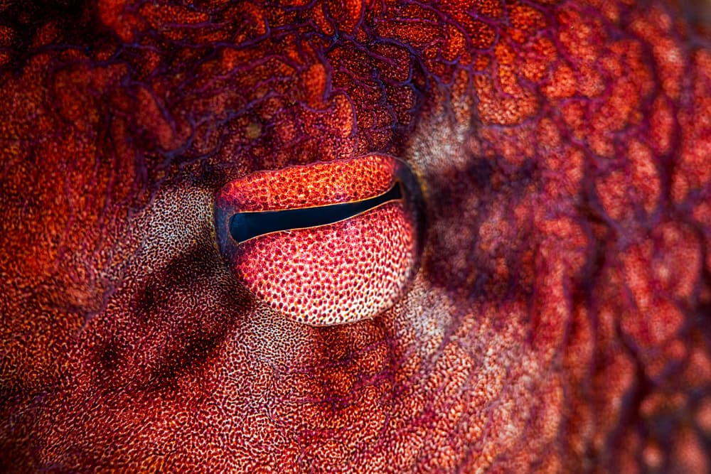 Intense Octopus Eye by Barathieu Gabriel — canvas wall art