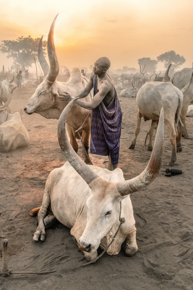 Dinka Herder and Cattle by Trevor Cole — canvas wall art