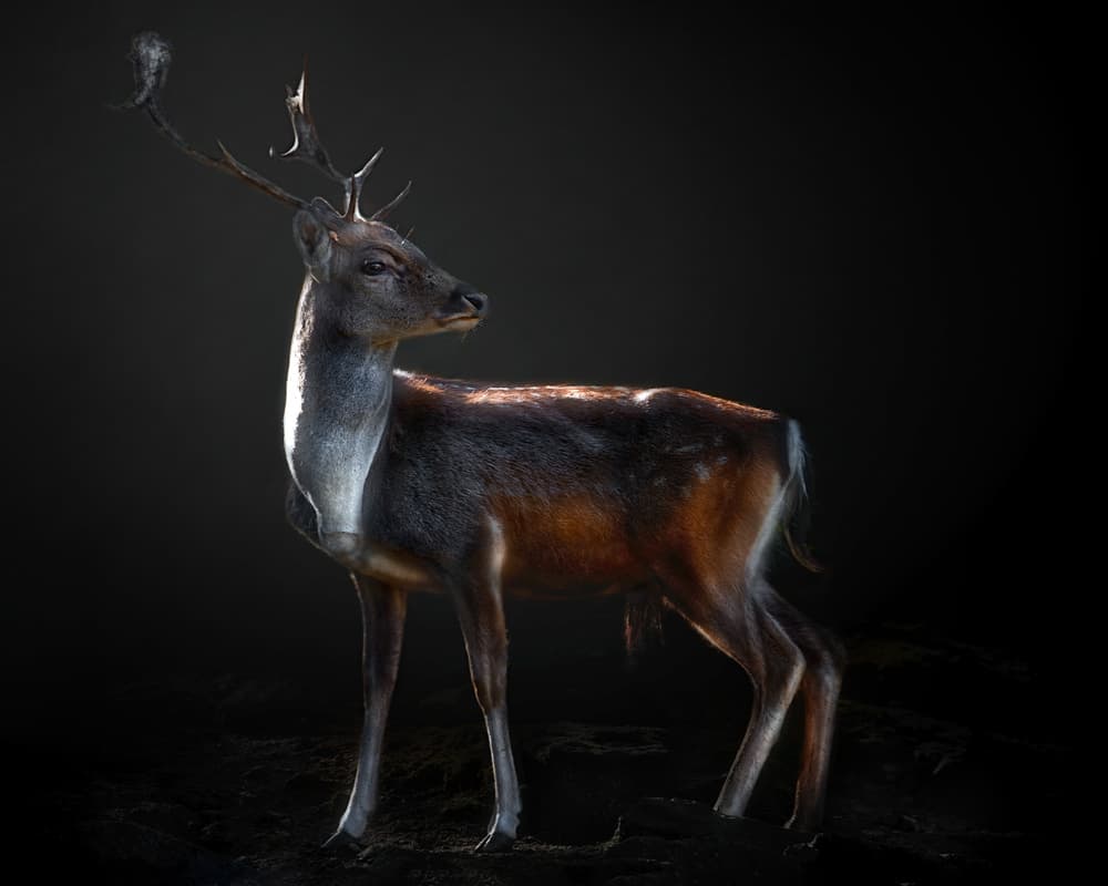 Regal Stag In Shadow by Santiago Pascual Buye — canvas wall art