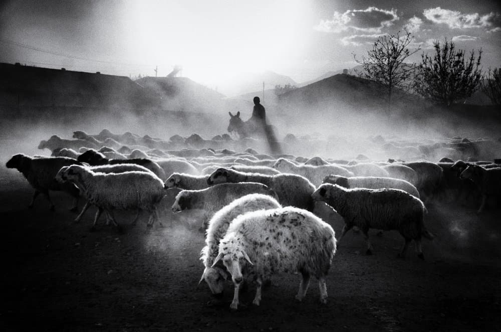 Dusty Sheep Herd by Emir Bagci — canvas wall art