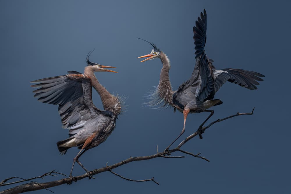 Dramatic Heron Display by Ben.C.L — canvas wall art