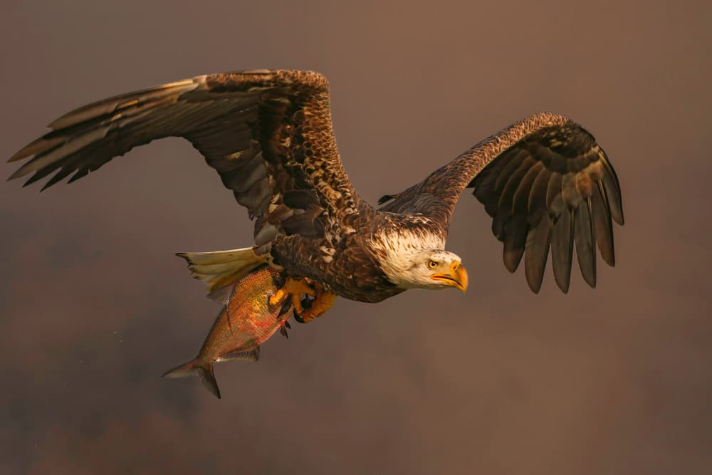 Bald Eagle Catches Fish by Rob Li — canvas wall art