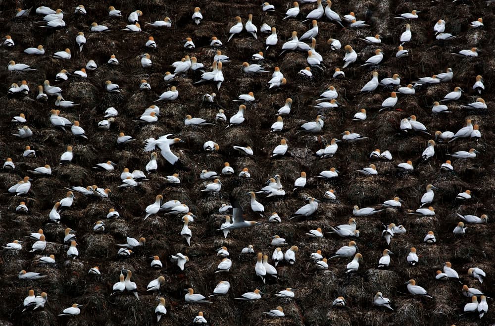 Gannet Cliff Colony by Michel Romaggi — canvas wall art