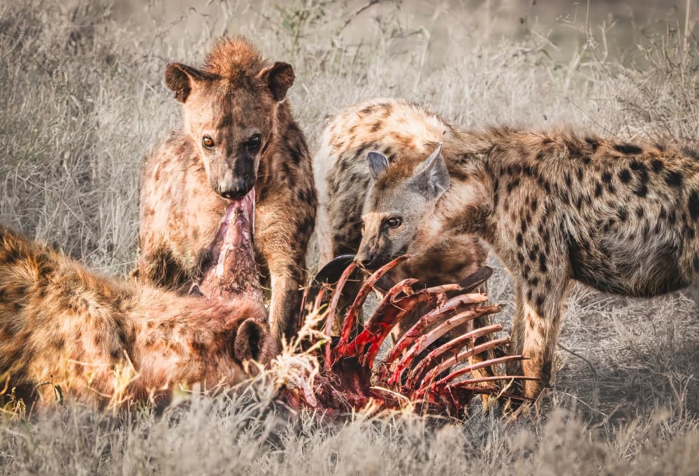 African Hyena Feast by Serena Duan — canvas wall art