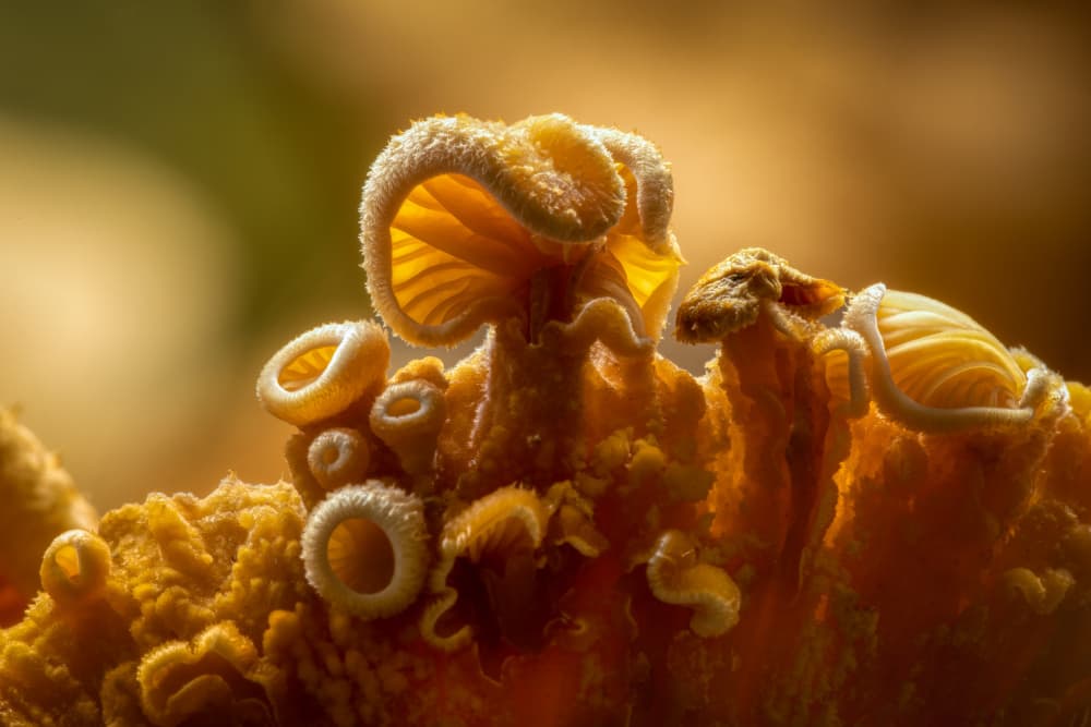 Soft Golden Mushrooms by Piet Haaksma — canvas wall art