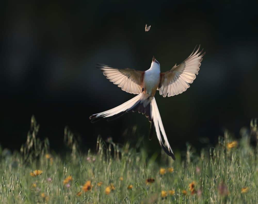 Bird Hunting Golden Light by Qing Zhao — canvas wall art