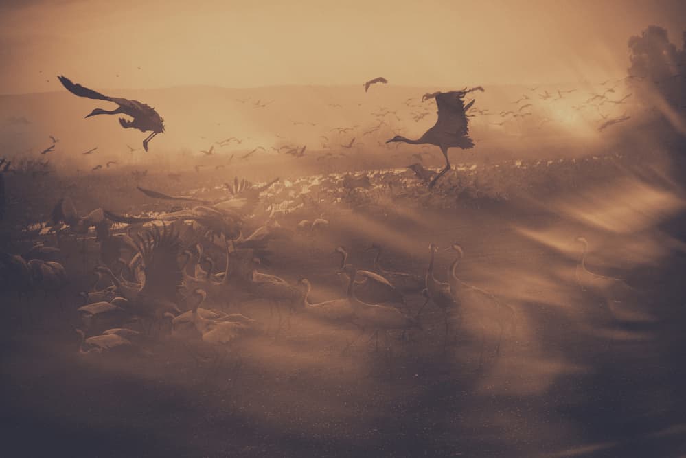 Misty Crane Migration by Keren Or — canvas wall art