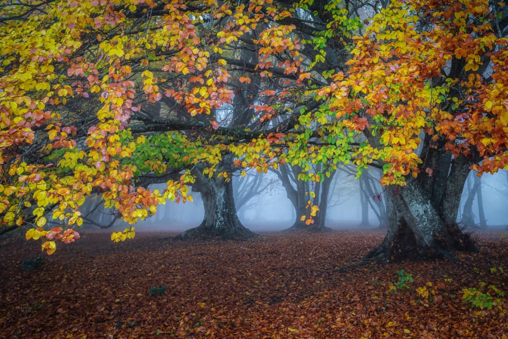 Misty Autumn Forest by Sergio Barboni — canvas wall art