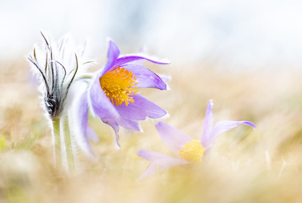Soft Spring Pasqueflowers by Ulrike Eisenmann — canvas wall art