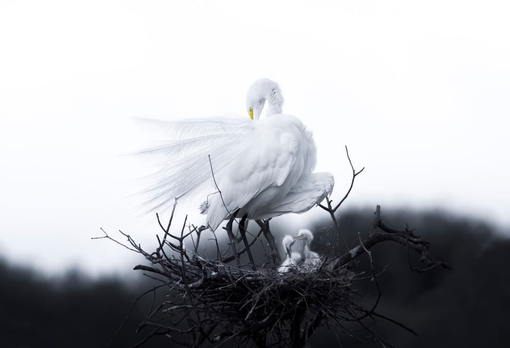 Graceful Egret Family by Larry Deng APA — canvas wall art