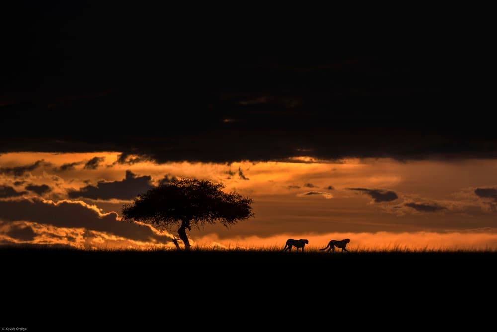 Cheetahs at dawn by Xavier Ortega — canvas wall art