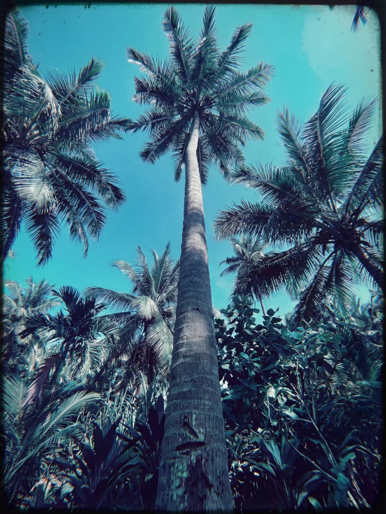 Towering Tropical Palm by Andreas Magnusson — canvas wall art