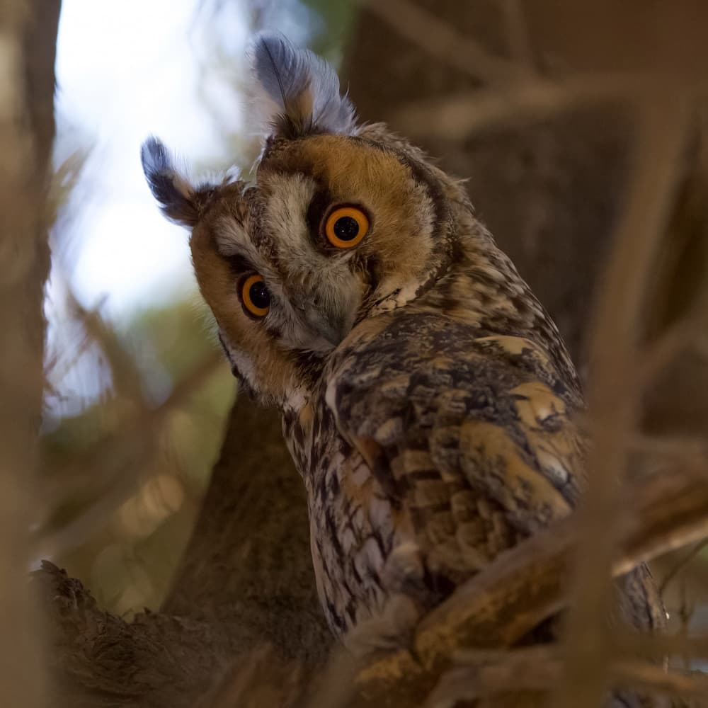 Curious Long-Eared Owl by David Manusevich — canvas wall art