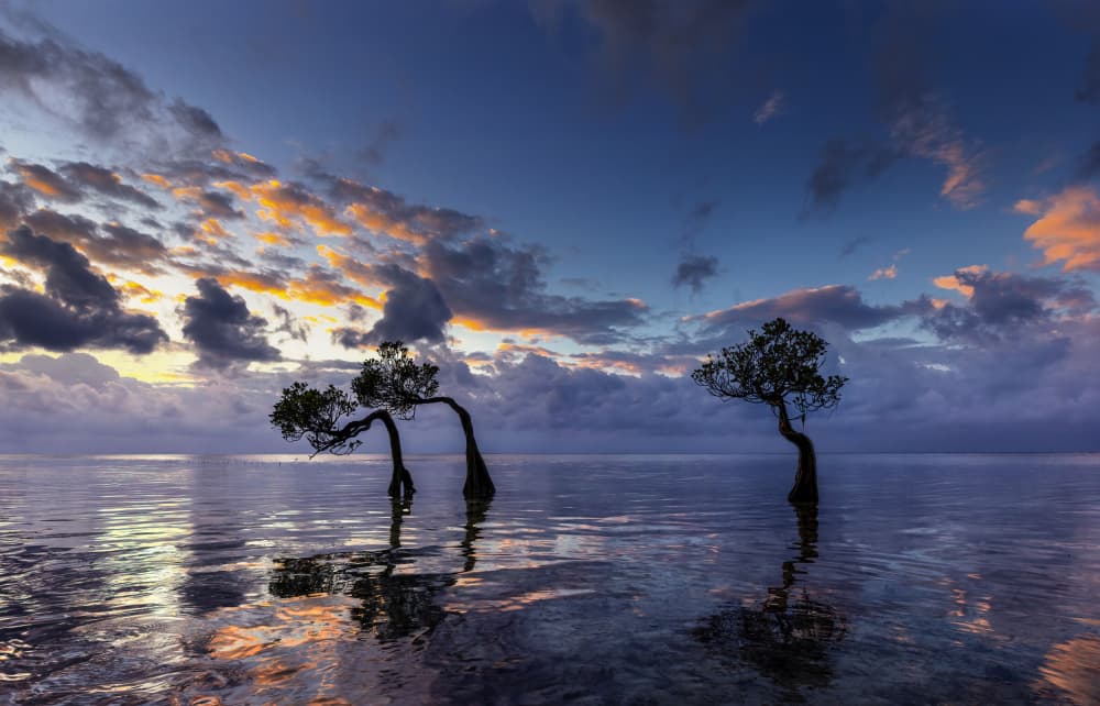 Twilight Mangrove Trees by Jie Jin — canvas wall art
