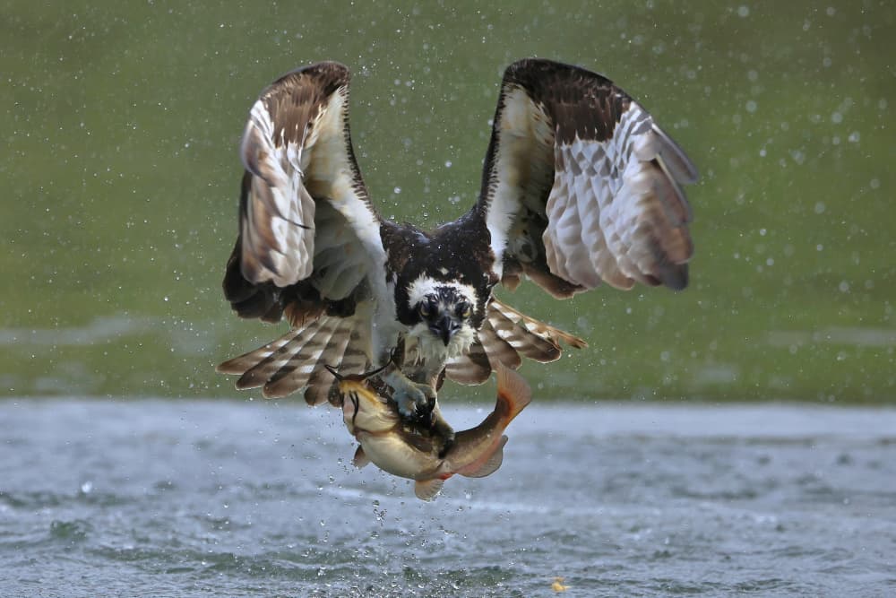 Osprey Catches Fish by Gavin Lam — canvas wall art