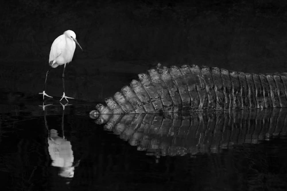 Egret By Crocodile by John Fan — canvas wall art