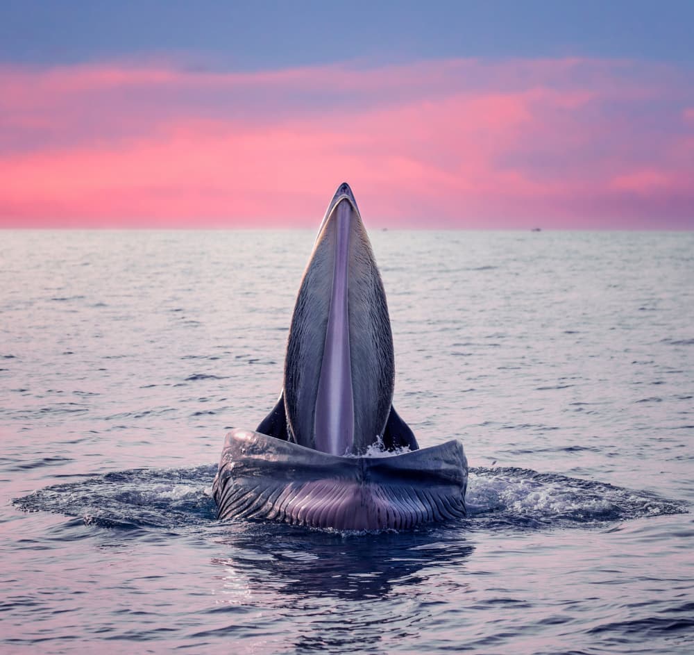 Whale Feeding at Sunset by Nguyen Tan Tuan — canvas wall art