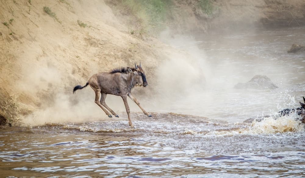 Wildebeest River Leap by Jeffrey C. Sink — canvas wall art
