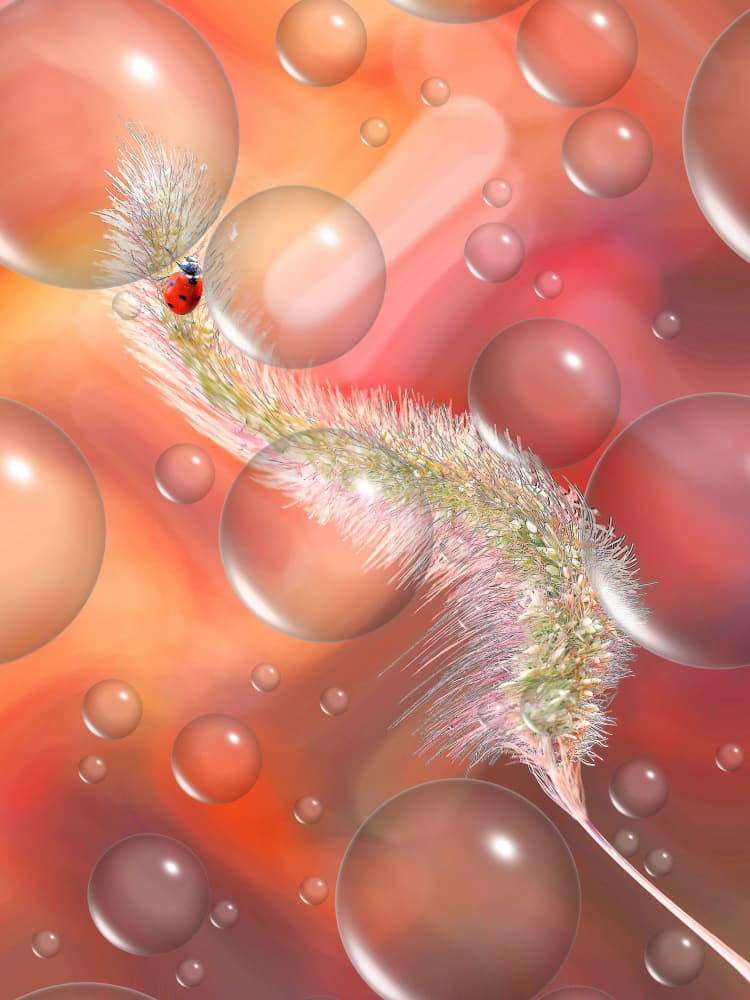 Dreamy Ladybug Bubbles by Thierry Dufour — canvas wall art