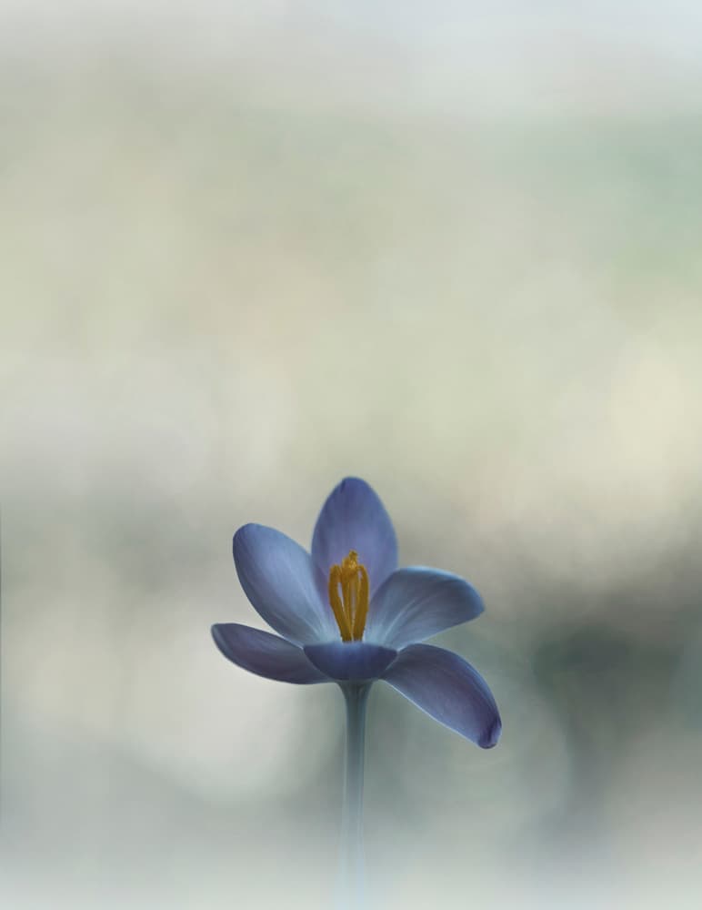 Delicate Purple Crocus by Lotte Grønkjær — canvas wall art
