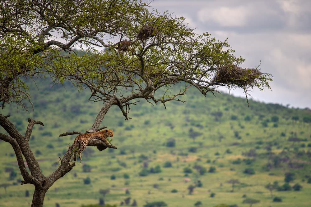 Leopard Resting On Tree by Mohammed Alnaser — canvas wall art