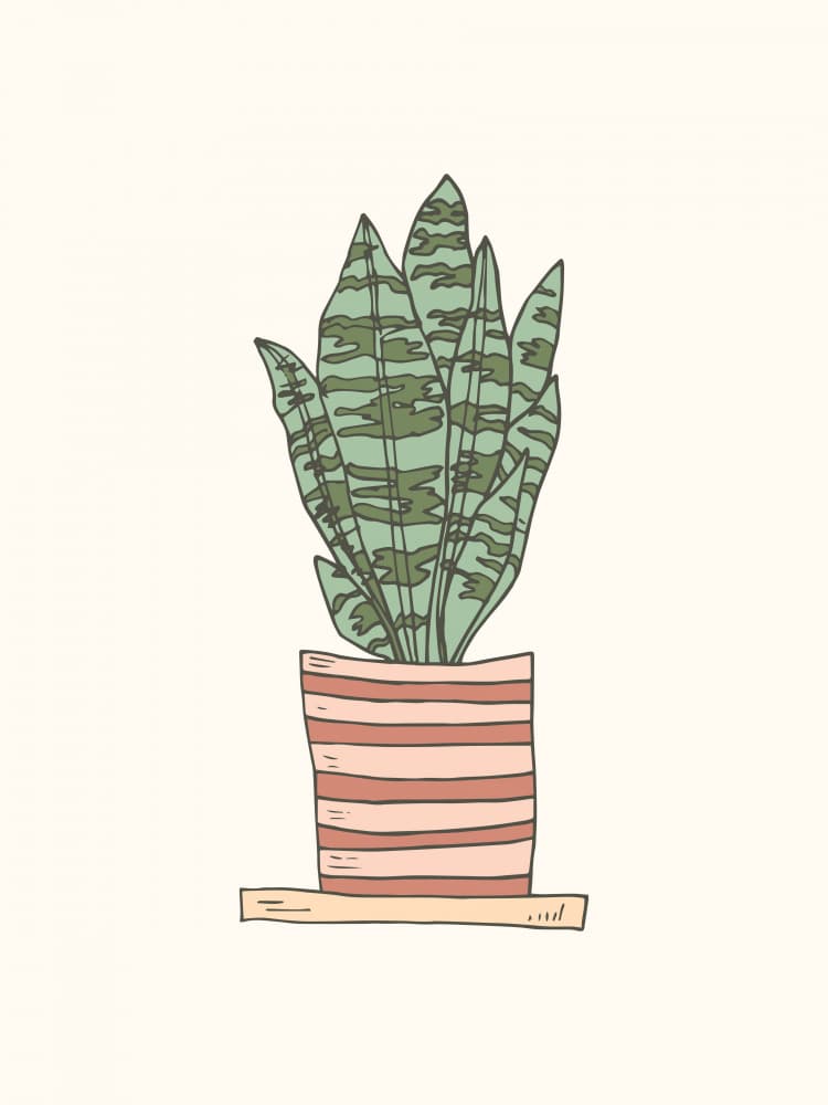 Potted Snake Plant by Olena Kovalova — canvas wall art