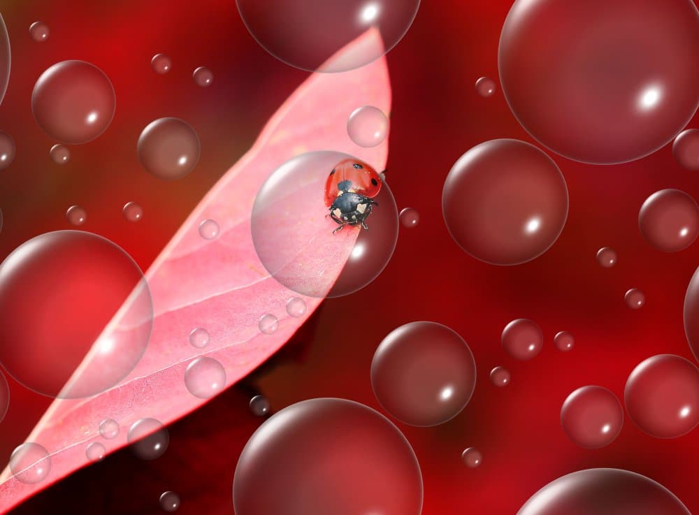 Red Ladybug Bubbles by Thierry Dufour — canvas wall art