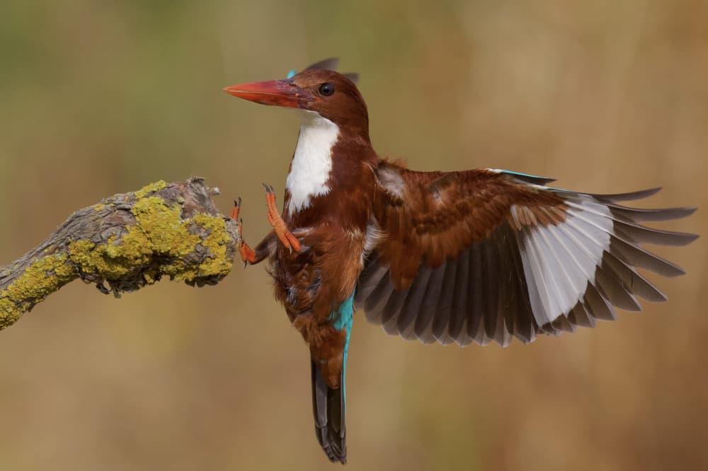 Vibrant Kingfisher Spreads Wings by David Manusevich — canvas wall art