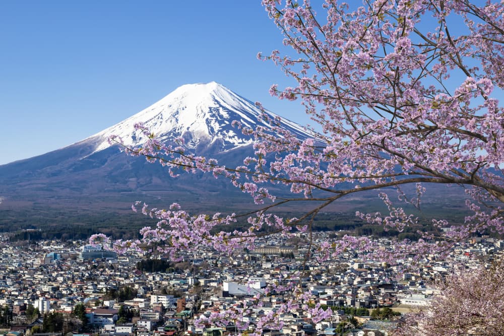 Mount Fuji Cherry Blossoms by Melanie Viola — canvas wall art