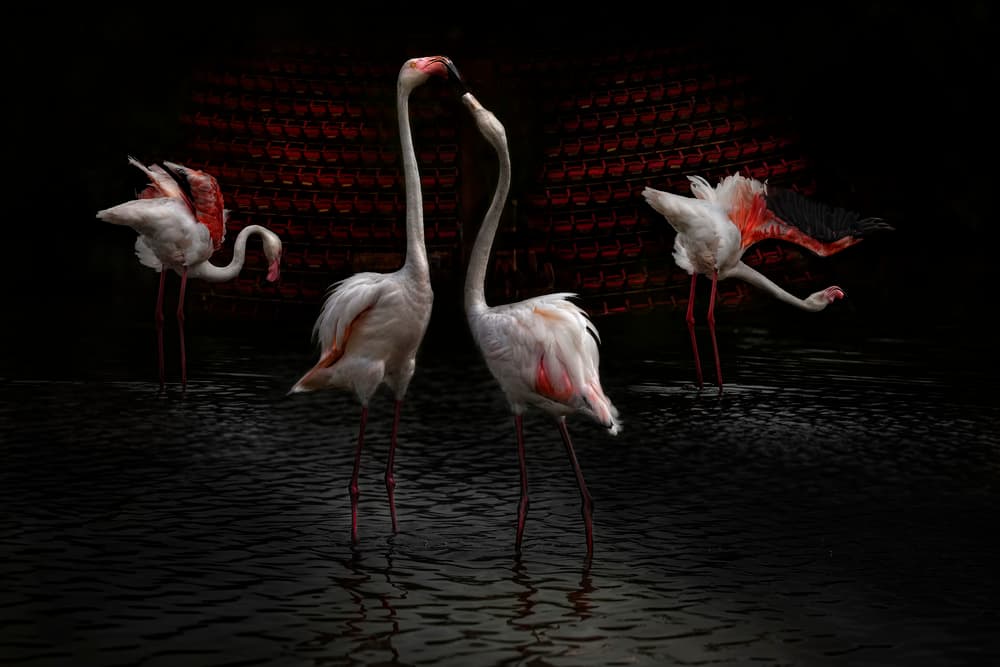 Elegant Flamingo Pair by Martine Benezech — canvas wall art