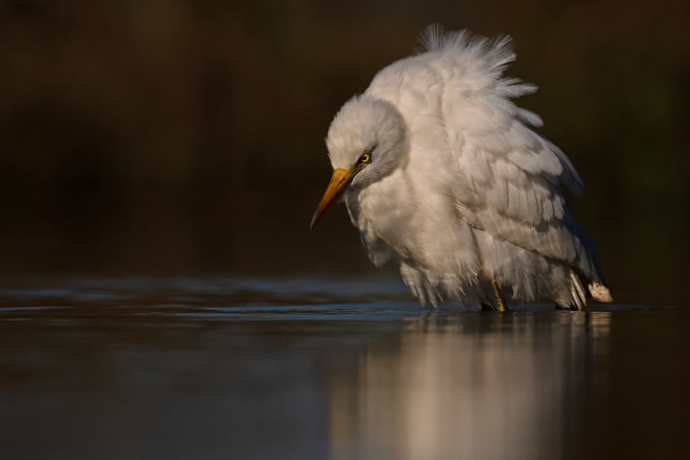 White Egret Reflection by Marco Pozzi — canvas wall art