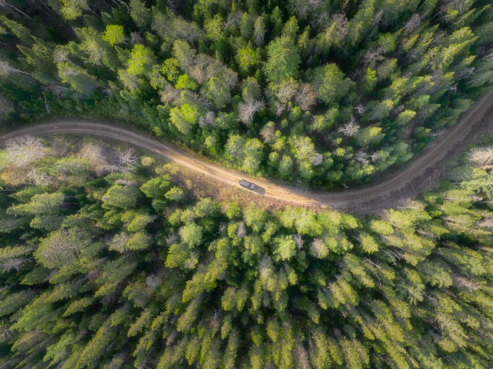 Winding Forest Drive by Jianshu — canvas wall art