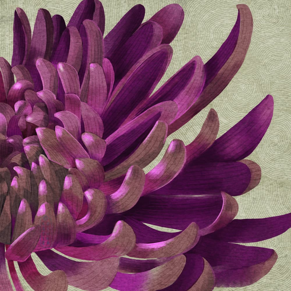 Purple Chrysanthemum by Katie O'Shea — canvas wall art