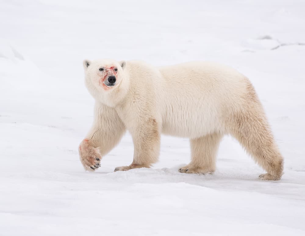 Polar Bear After Hunt by Liwen Tao — canvas wall art