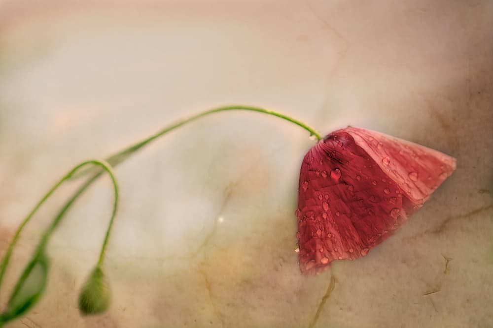 Delicate Poppy Bloom by Marie-anne Stas — canvas wall art