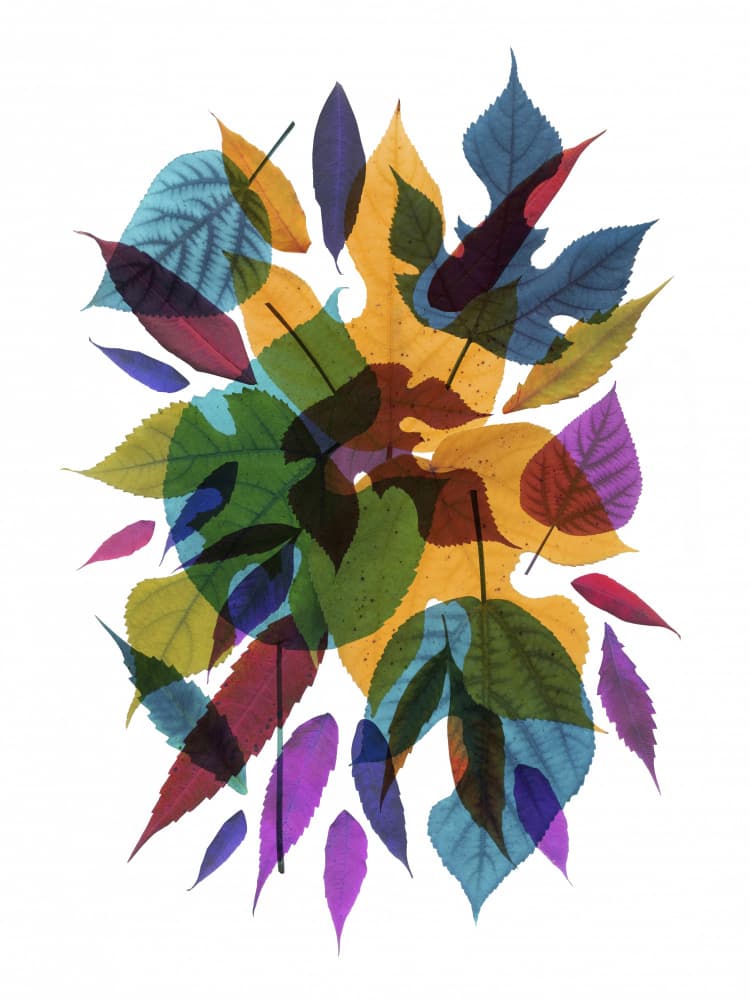 Colorful Layered Leaves by Angelo Cerantola — canvas wall art