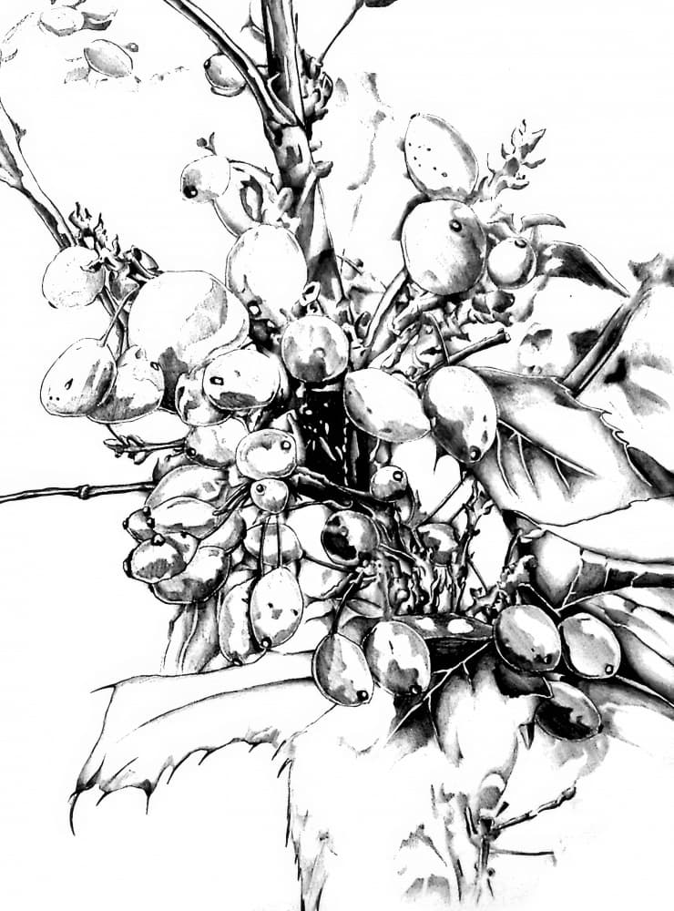 Detailed Winter Berries by Kulik — canvas wall art