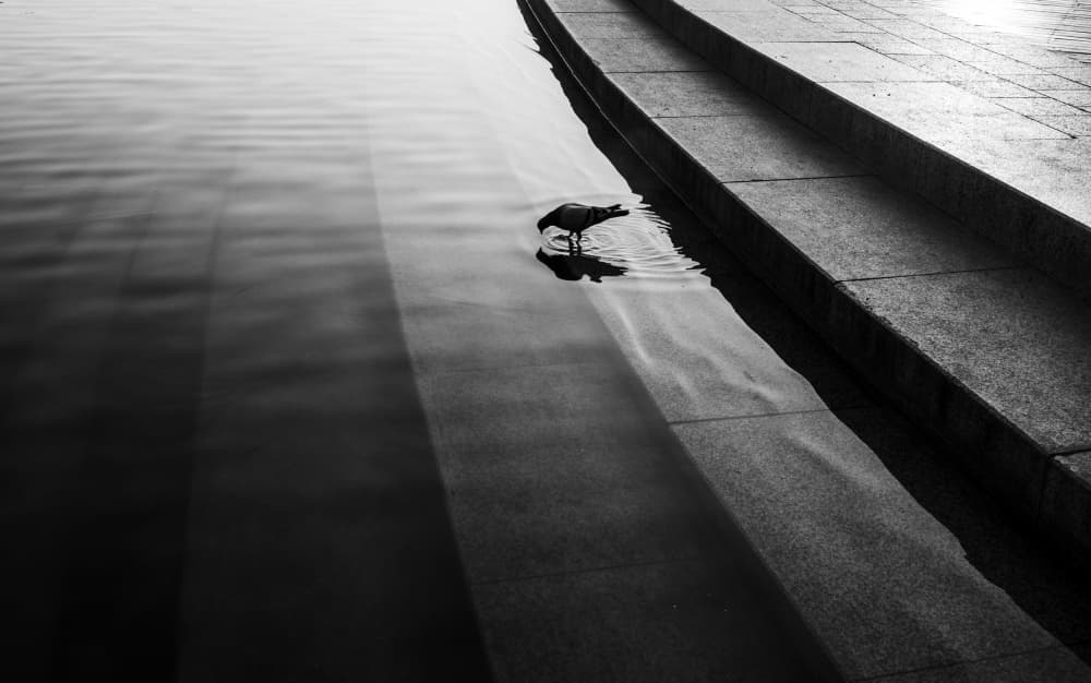 Crow Drinks From Steps by HAN dong hee — canvas wall art