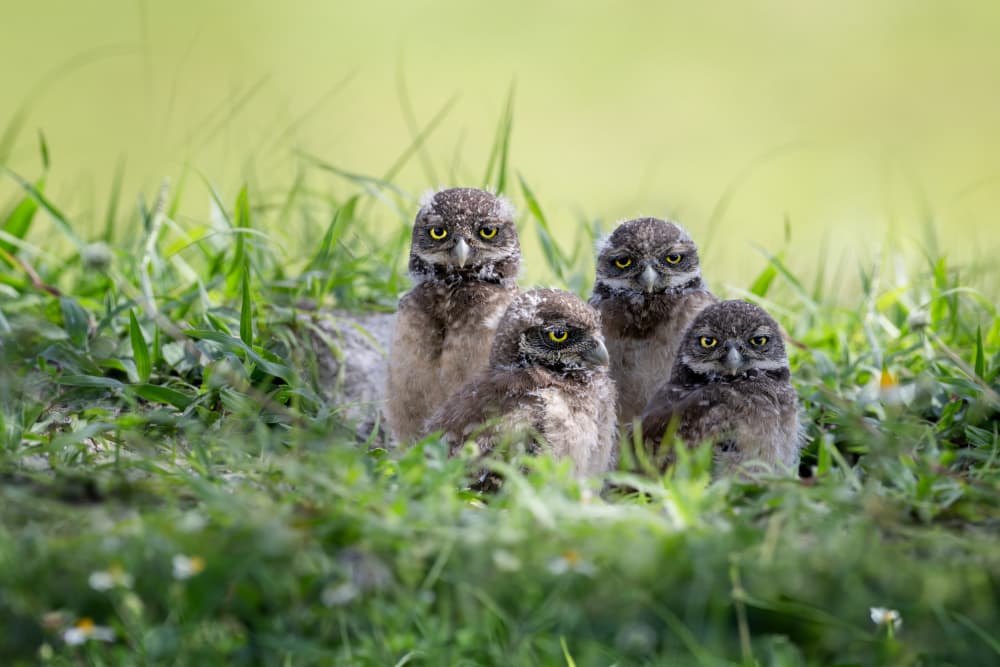 Four Curious Owlets by Ti Wang — canvas wall art