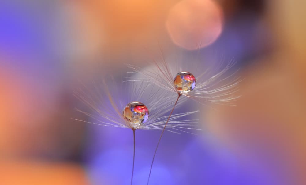Vibrant Dandelion Reflections by Juliana Nan — canvas wall art