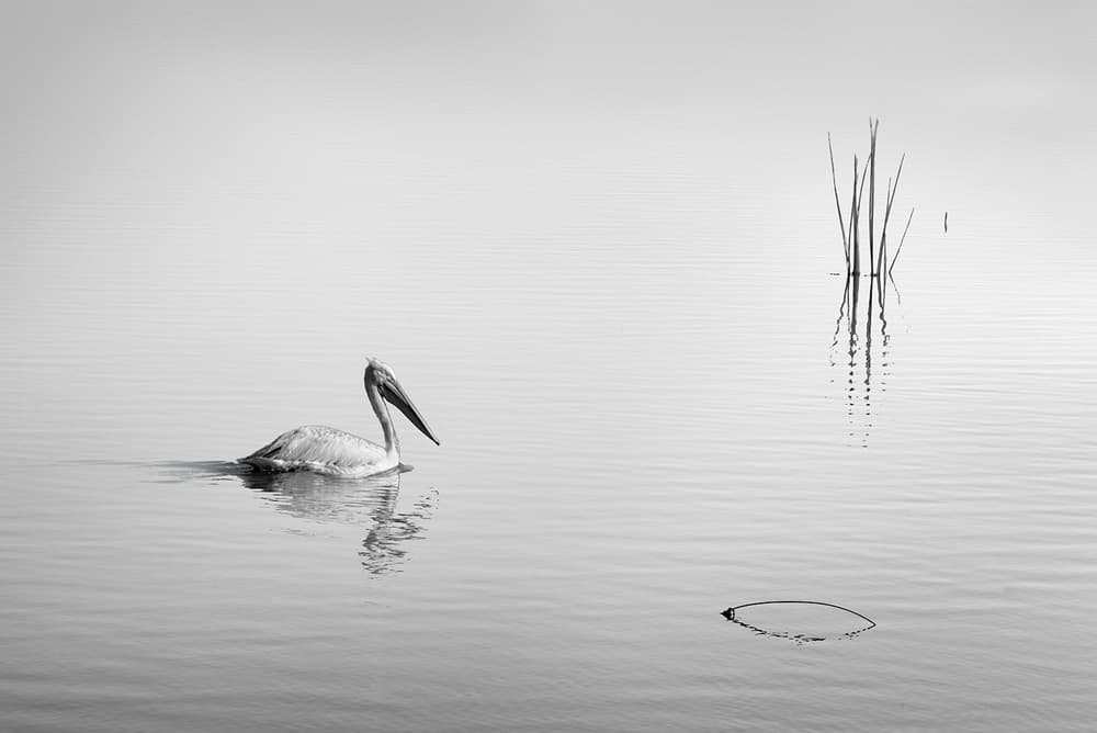 Pelican in Calm Water by George Digalakis — canvas wall art